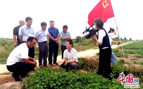 江蘇睢寧 黨建引領，小菊花開出“黃金花”