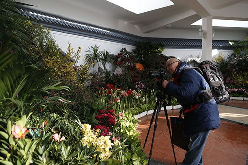 中山公園迎春花卉精品展 70余種珍品競相開放，引領(lǐng)種植技術(shù)新探索